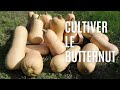 CULTIVER LE BUTTERNUT (semis jusqu'à la récolte)