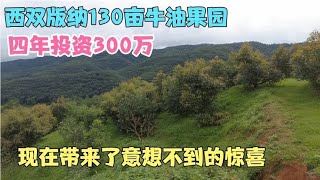 西双版纳130亩牛油果园四年投资300万，现在带来了意想不到的惊喜