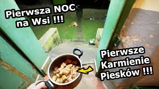 Pierwsza Noc na Siedlisku !!! - Gdzie Będę Spał? *Mierzę Powierzchnię do Podatku *Osy (Vlog #1006)