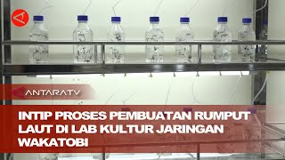 Intip proses pembuatan rumput laut di Lab Kultur Jaringan Wakatobi