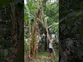 How to harvest tall banana... #farmlife #satisfying #harvest #banana #fruit #short #satisfyingvideo