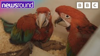 Robotic Insects, rescued tortoises and RARE Macaws | Your Planet | Newsround