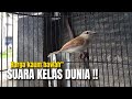 SERING DIPANDANG SEBELAH MATA‼️BENTUK FISIK DATAR TAPI KICAUAN KELAS DUNIA‼️