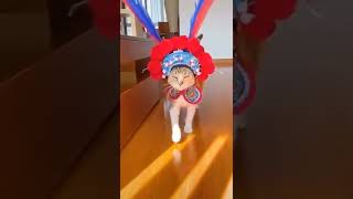 cute cat wearing costume shorts
