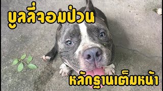 คลิปหมาอเมริกันบูลลี่จอมป่วน หลักฐานเต็มหน้า [American Bully]