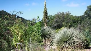 The Queen of the Ande towers at UC Botanical Garden in Berkeley