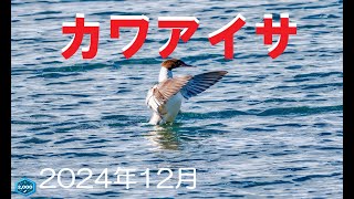 カワアイサ　2024年12月