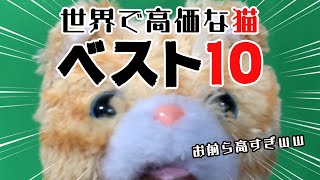 【高級ネコ】世界で高価な猫さん10選！！