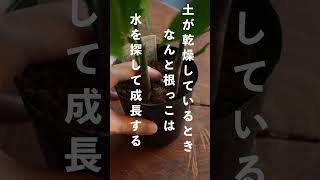 (心者必見)パキラを大きくする育て方は、放置することです！【観葉植物】 #shorts  ショートver. #植え方 #植物