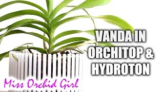 Potting Vanda Orchid in Orchitop pot and hydroton