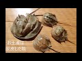 カブトガニ幼生生息調査