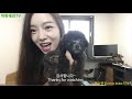 eng sub 실버푸들 vs 블루푸들 토이푸들 silver toy poodle puppy