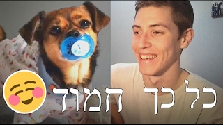 החיות הכי חמודות בעולם | זה כלב מדבר?!