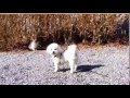 犬vsネコ 体は大きいのに意外とビビり？ワンちゃんおもしろ動画