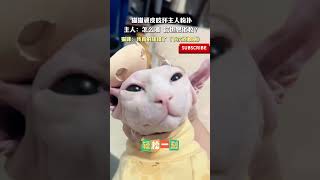 猫猫顽皮咬坏主人粉扑，主人：怎么滴 你也想化妆😡？猫咪：我真的知错了（下次还敢版）#猫咪 #搞笑 #有趣