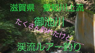 [渓流ルアー釣り]　#16  滋賀県　愛知川上流　御池川　