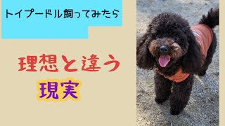 【犬を飼う理想と現実】トイプードル飼って良かったこと困ったこと