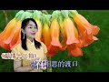 情歌对唱甜美又好听《甘心情愿爱着你》旋律优美连续听几遍都不够