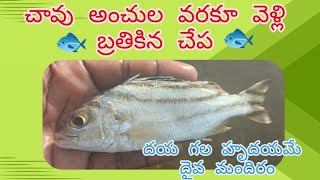 చావు అంచుల వరకూ వెళ్లి బ్రతికిన చేప 🐟 #subscribe