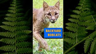 short: Bobcats in our Backyard - #shorts #bobcat #cats