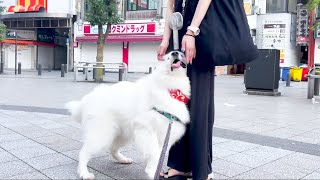 大好きなママが朝帰りするので駅まで迎えに行くと一段と甘えん坊が爆発する犬【サモエド】