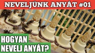 Neveljünk anyát #01 - Hogyan nevelj anyát?