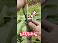 果樹挑皮嫁接的操作過程，教你如何削嫁接口？如何嫁接？快來學習學習吧the operation process of fruit tree picking and grafting shorts