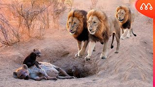 WHEN THE HYENA IS SURPRISED BY THE LIONS