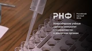 Новосибирские учёные научили иммунитет «толерантности» к донорским органам