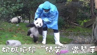 《熊貓早晚安》奶媽拒絕“績笑”當幫手 | iPanda熊貓頻道