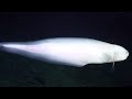9 Strange Deep Ocean ROV Findings from Japan № 17 🇯🇵