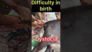 Difficulty in birth l Dystocia l Dr Umar Khan