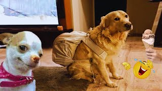 I dare you not to LAUGH at these FUNNY DOGS 😁🦮 - Best Funny Animals Videos 2024 \u0026 2025#54