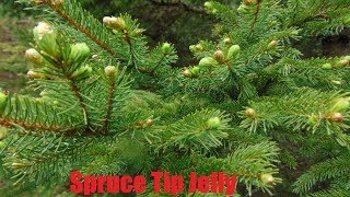 Spruce Tip Jelly