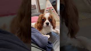 【笑顔】最後にあなたはきっと笑顔になる♪#shorts #cavalier #キャバリア ＃犬