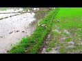 সকলকে শুভ বৃষ্টি। bangladesh village rainy day বর্ষায় জল আবার বাড়তে শুরু করল।