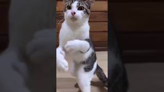 cats funny cat cats shorts viral