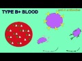 AP2 EXAM 1: BLOOD: B+ BLOOD TYPE