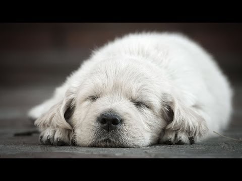How to Keep Puppy from Crying at Night | Puppy Care How to Keep Puppy from Crying at Night | Puppy Care