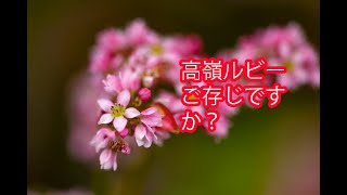 赤い蕎麦の花を訪ねて（高嶺ルビーin 赤そばの里）