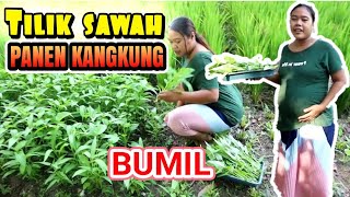 IBU HAMIL 9 BULAN TILIK SAWAH,PANEN KANGKUNG