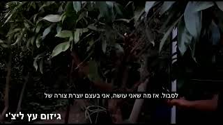 משתלת ולך-גיזום עץ ליצ'י