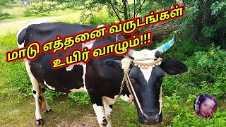 மாடு எத்தனை வருடங்கள் உயிர் வாழும்!!!