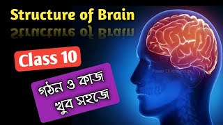 Structure and Functions of Human Brain। মানব মস্তিষ্কের বিভিন্ন অংশের গঠন ও কাজ। Class 10।