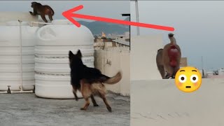 German Shepherd Dog Attack On Monkey | Dog fight with Monkey | Laddu Neh Attack Krdia 😳