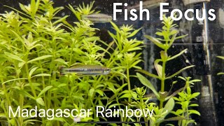 Fish Focus: Madagascar Rainbows