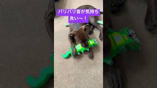 ペットボトルを噛み砕く？ピットプル女子！！#puppy #pitbull #こいぬ #ピットブル #dog #かわいい犬