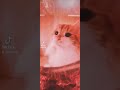 【100万回再生バズってるやつ、やってみた】 ねこ cat catlover cats instagram tiktok ねこ動画 shortvideo shorts 中国 music