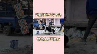 2024年もこの調子で頑張りまっす💪😆👍お宝出るかな？ここ掘れワンワン⛏️(Tsuji)#野良犬 #保護活動 #shorts