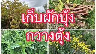 เก็บผักป่ามากมายหลายชนิด# wild vegetable ☘️🌱🌿🤩#2/6/20.